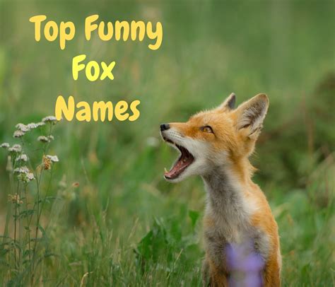 Top Fox Name Articles – Best Ways To Name A Fox | PetPress