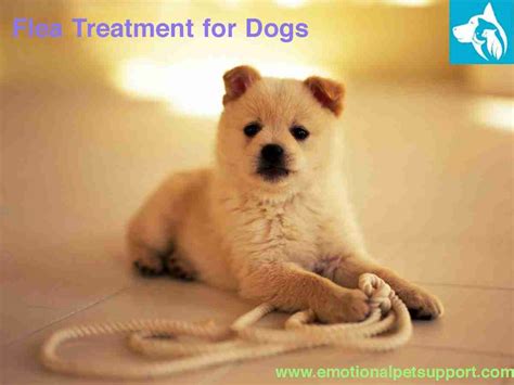 The Proper Flea Treatment for Dogs - A Must Try