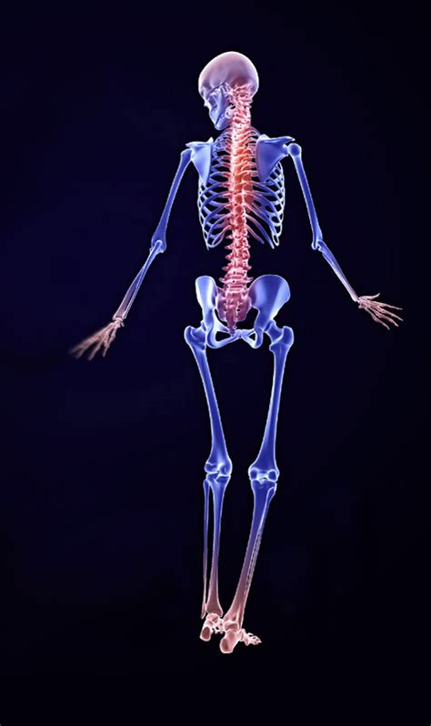 3D Female Skeletal System Model