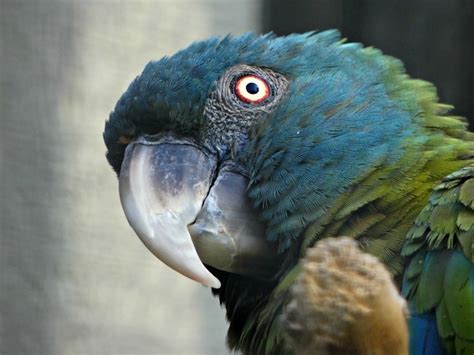 Blue-headed Macaw | World Parrot Trust