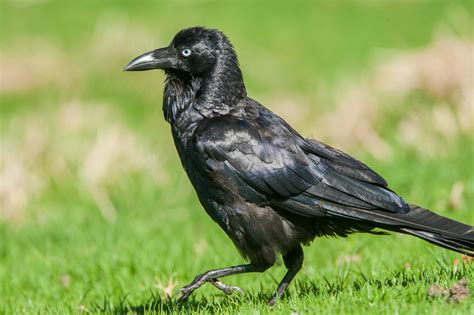 Australian Raven. | BIRDS in BACKYARDS