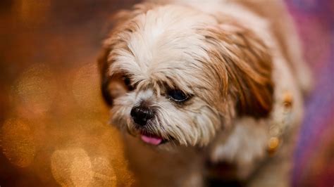 33+ Brown Teacup Shih Tzu Puppies Image - Codepromos