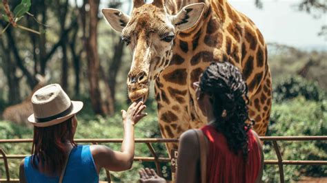 Nairobi National Park, Nairobi - Book Tickets & Tours | GetYourGuide