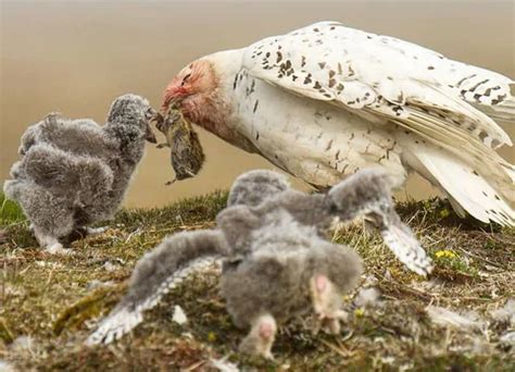 Snowy Owl: Identification, Parental Behavior & Many More With Male Vs. Female Comparison - Bird ...