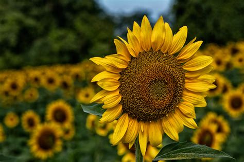 Sunflower Field on Behance