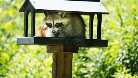 4 Natural Raccoon Deterrents - Apple Pest Control