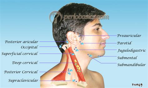 Lymph nodes neck - connectormine