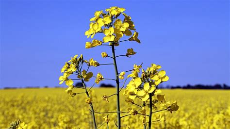 Canola Wallpapers - Top Free Canola Backgrounds - WallpaperAccess