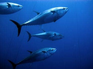 Atlantic Bluefin Tuna Facts: Habitat, Diet, Conservation & More