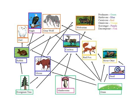 Food Web,Energy Pyramid,And Trophic Table - Taiga Forest