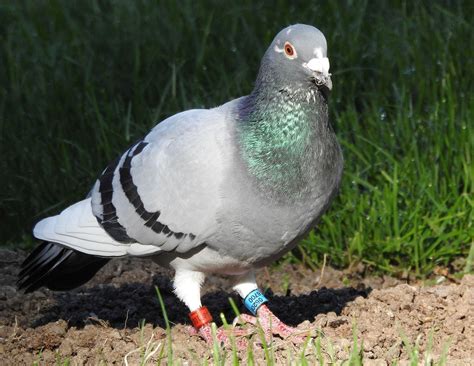 Do you want to keep Homing Pigeon as a Pet? These are the things that you MUST know