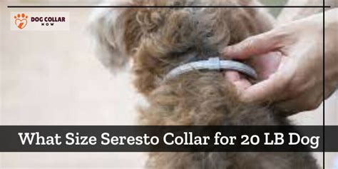 What Size Seresto Collar for 20 LB Dog - Optimal Sizing