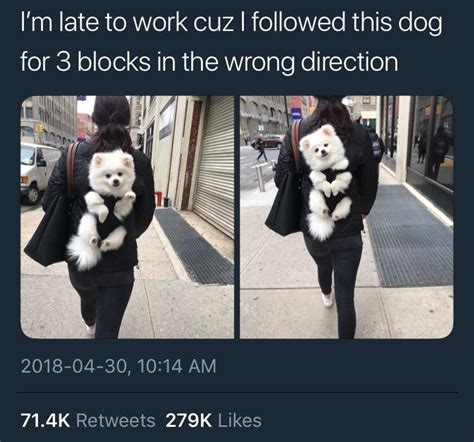 He's so fluffy! : r/wholesomememes