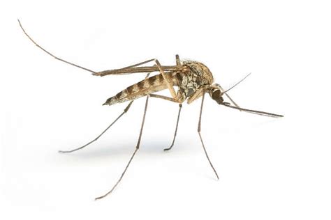 Top 60 Mosquito Wings Stock Photos, Pictures, and Images - iStock