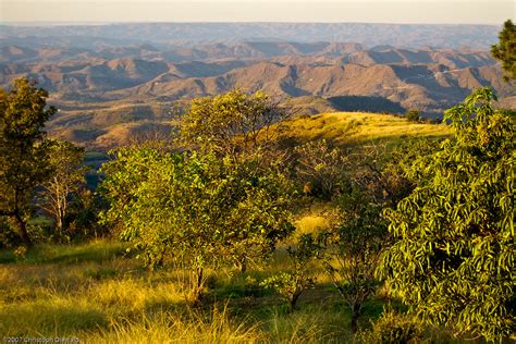 Cerrado desertification: Savanna could collapse within 30 years, says study