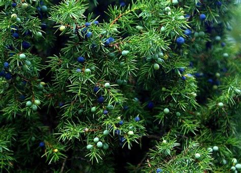 Juniper - Meaning and Symbolism - Symbol Sage