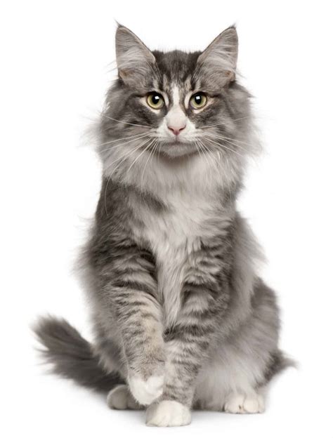 12 Best Cat Breeds For October 2024: A Cat Lover's Guide