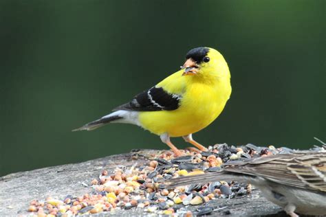 Yellow and black bird closeup photography HD wallpaper | Wallpaper Flare