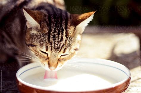 "Cat Drinking Milk" by Stocksy Contributor "Canan Czemmel" - Stocksy