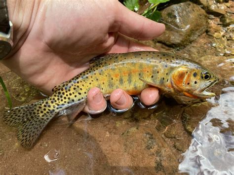 Everything You Wanted To Know: Colorado River Cutthroat Trout - Trout Unlimited