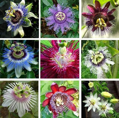 U PICK 2 Passiflora Passion Fruit Vine 18 Different Varieties | Etsy | Passion flower, Flower ...