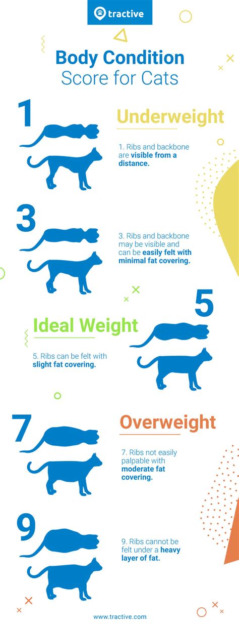 31 Best Images Normal Cat Weight Range - Why Is Weight So Important In Cycling Part 1 ...