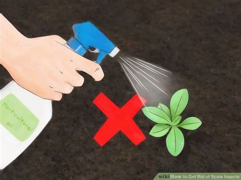 4 Ways to Get Rid of Scale Insects - wikiHow