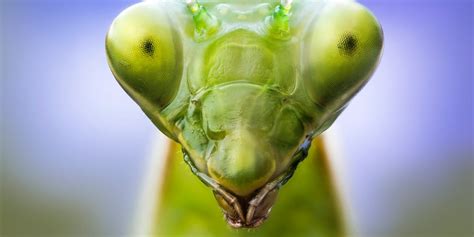 Amazing Photos of Insects That Will Change Your View of Our Little Friends