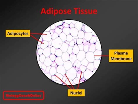 Last week's #MysteryAnatomy structure was #adipose #connective #tissue ...