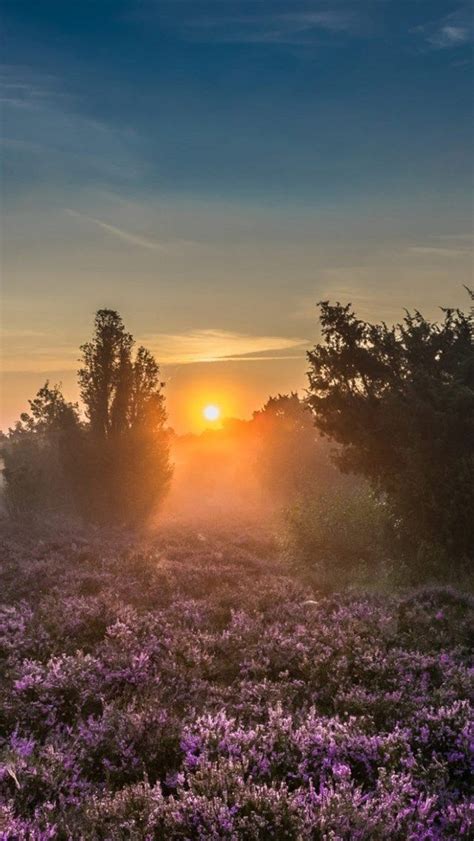 morning, sunrise, forest, wildflowers, fog, trees, beautiful morning landscape | Sunrise ...