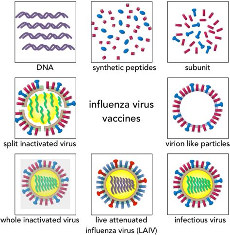 Vaccines | Free Full-Text | Influenza Vaccination Strategies: Comparing Inactivated and Live ...