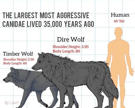 Direwolves to Scale | Werewolves