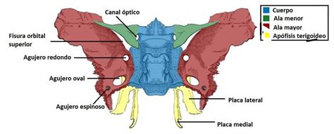 Hueso esfenoides | Anatomía Topográfica | Sphenoid bone, Anatomy, Human anatomy and physiology