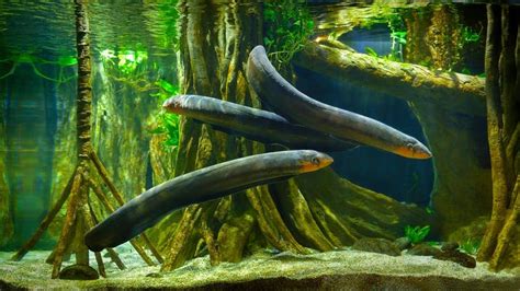 Electric Eel Fish Facts | Electrophorus Electricus | AZ Animals