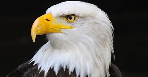 Bald Eagle Lifespan: How Long Do Bald Eagles Live?