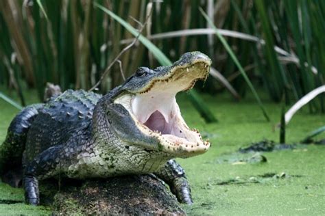 10 Alligator Predators: What Eats An Alligator Or Crocodile? [2023]