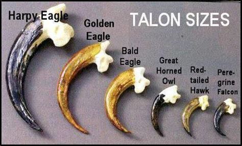 Birds of Prey-Talon Size | Beautiful birds! | Pinterest | Bird ...