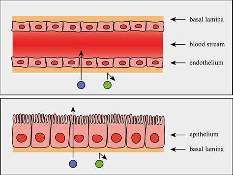 Basal Lamina Diagram