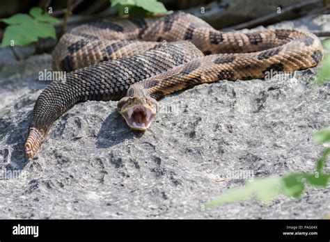 Yawning timber rattlesnake hi-res stock photography and images - Alamy