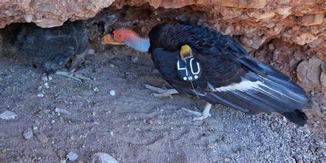 Historic event: California condor takes flight from nest | Fox News