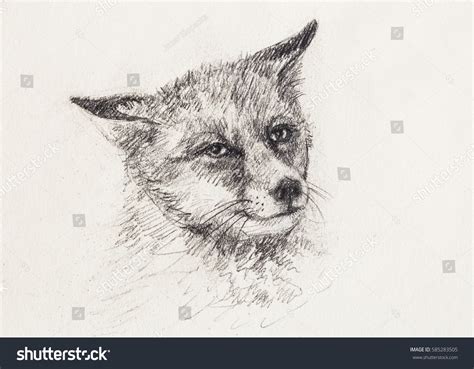 2,318 Fox Realistic Drawing Images, Stock Photos & Vectors | Shutterstock