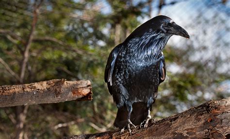 Common raven | Smithsonian's National Zoo and Conservation Biology Institute