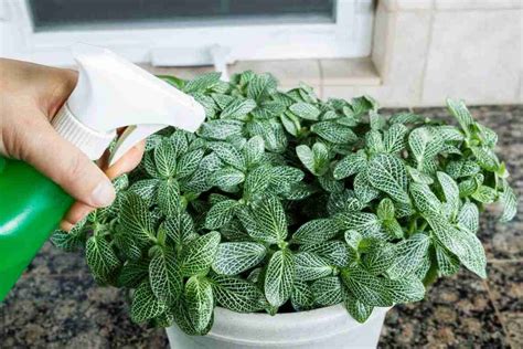 How To Use Neem Oil On Indoor Plants - Follow These 7 Steps - Indoor Home Garden