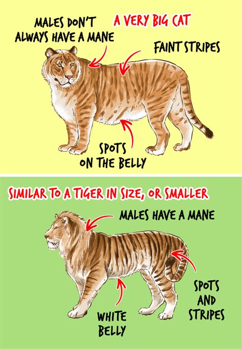 Liger Vs Tiger Size