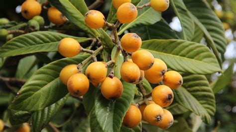 Loquat Varieties - Lara Fruit