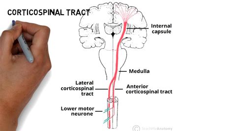 Lateral Corticospinal Tract Pathway