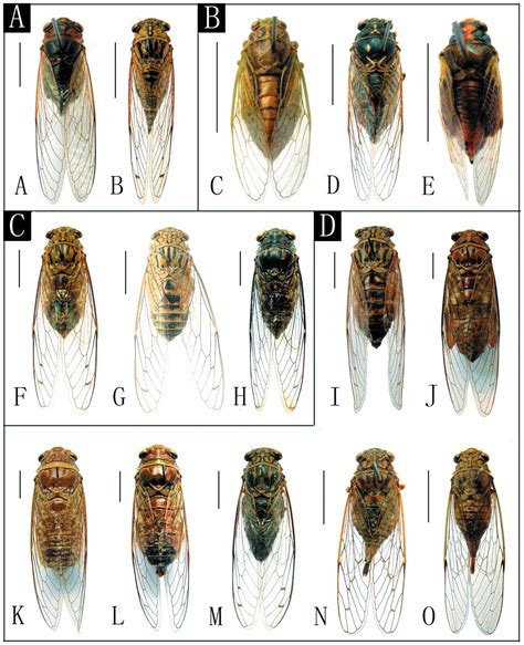 Broods Of Cicadas 2024 - Naoma Loralyn