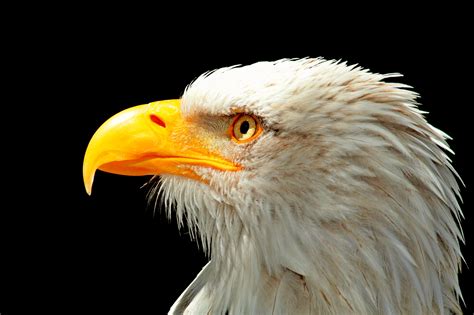 File:Bald Eagle Head and Beak.jpg - Wikimedia Commons