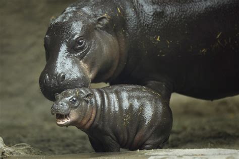 San Diego Zoo’s baby pygmy hippo makes splashy debut - Los Angeles Times