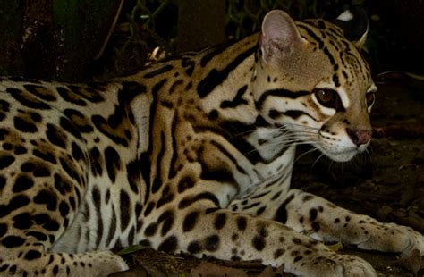 Take Refuge: The "Last Great Habitat" for Ocelots and other Wildlife | Defenders of Wildlife